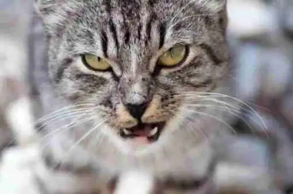 These Are The 5 Animals Africans See As Evil (No2 is Rare)